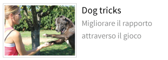 corso dog tricks