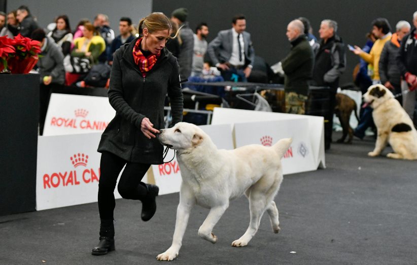 La toelettatura del tuo cane per un concorso di bellezza